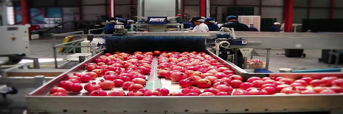 Granatapfelpaste Brix65 Iran - Export