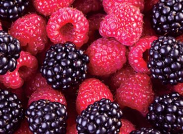 شاه توت فریزشده باکیفیت عالی صادراتی