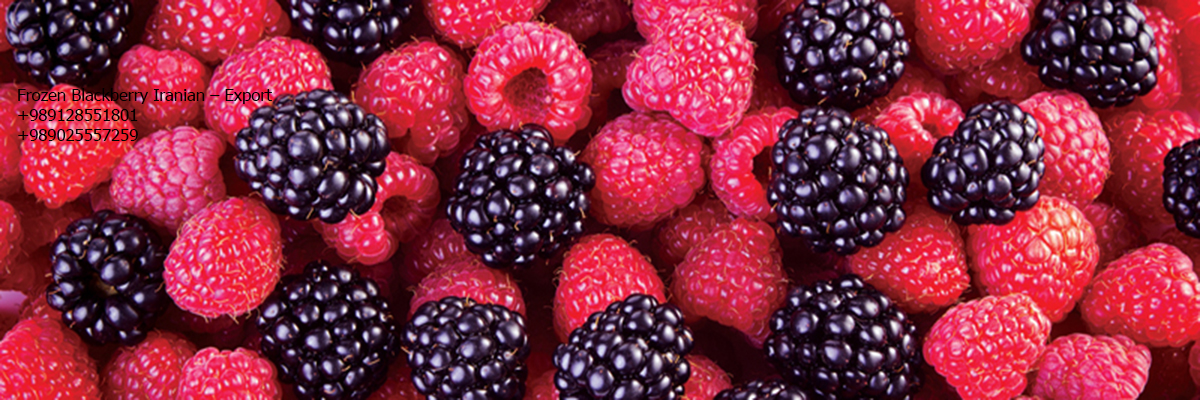 Iranische gefrorene Brombeeren - Export