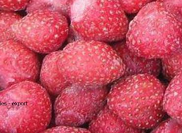 Gefrorene Bio-Erdbeeren - Exporte