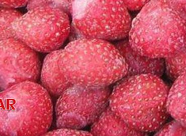 Export of frozen Iranian strawberries